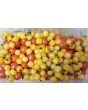 Tomato 'Fritz Ackerman Cross' Seeds (Certified Organic)