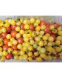 Tomato 'Fritz Ackerman Cross' Seeds (Certified Organic)