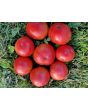 Tomato 'Raspberry Lyanna' Seeds (Certified Organic)