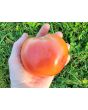 Tomato 'Raspberry Lyanna' Seeds (Certified Organic)