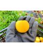 Tomato 'Peche Juane' Seeds (Certified Organic)