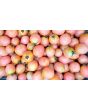 Tomato 'Pearly Pink' Seeds (Certified Organic)
