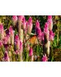Wheatstraw Celosia ‘Flamingo Feather’