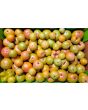 Tomato 'Rev. Morrow's Long Keeper' Seeds (Certified Organic)