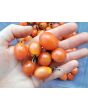Tomato 'Sprite' Seeds (Certified Organic)