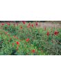 Dahlia 'Red Pompon' Tubers - Shipping 2025 Spring - Harvested on our Farm - USDA Certified Organic