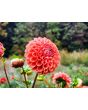 Dahlia 'Cornel Bronze' Tubers - Shipping 2025 Spring - Harvested on our Farm - USDA Certified Organic