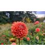 Dahlia 'Cornel Bronze' Tubers - Shipping 2025 Spring - Harvested on our Farm - USDA Certified Organic