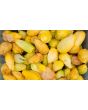 Tomatillo 'Chupon de Malinalco' Seeds (Certified Organic)