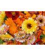 Calendula 'Red Splash Mix' Seeds (Certified Organic)