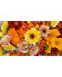 Calendula 'Red Splash Mix' Seeds (Certified Organic)
