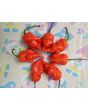 Hot Pepper 'Death Spiral' Seeds (Certified Organic)