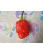 Hot Pepper 'Bubblegum Scorpion' Seeds (Certified Organic)