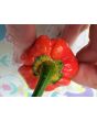 Hot Pepper 'Bubblegum Scorpion' Seeds (Certified Organic)