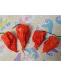 Hot Pepper ‘Zing’ Seeds (Certified Organic)