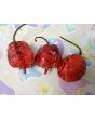 Hot Pepper 'Purple Reaper' Seeds (Certified Organic)