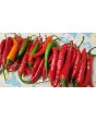 Hot Pepper 'Firecracker' Seeds (Certified Organic)