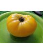 Tomato 'Dagma's Perfection' Seeds (Certified Organic)