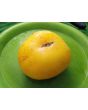 Tomato 'Dagma's Perfection' Seeds (Certified Organic)