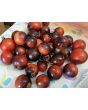Tomato 'Fahrenheit Blues' Seeds (Certified Organic)