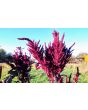 Amaranth 'Red Garnet' Seeds (Certified Organic)