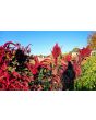 Amaranth 'Red Garnet' Seeds (Certified Organic)