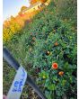Dahlia 'Red Pompon' Tubers - Shipping 2025 Spring - Harvested on our Farm - USDA Certified Organic