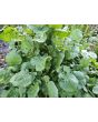 Arugula AKA Oriental Salad Rocket 'Victoria' Seeds (Certified Organic)