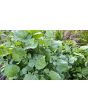 Arugula AKA Oriental Salad Rocket 'Victoria' Seeds (Certified Organic)