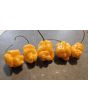 Hot Pepper 'Golden Slimer' Seeds (Certified Organic)