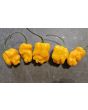 Hot Pepper 'Golden Slimer' Seeds (Certified Organic)