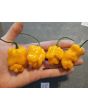Hot Pepper 'Golden Slimer' Seeds (Certified Organic)