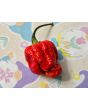Hot Pepper 'Bubblegum Scorpion' Seeds (Certified Organic)