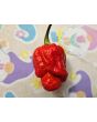 Hot Pepper 'Bubblegum Scorpion' Seeds (Certified Organic)