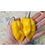 Hot Pepper 'Aji Lemon x Reaper' Seeds (Certified Organic)