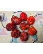 Hot Pepper 'Purple Reaper' Seeds (Certified Organic)