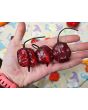 Hot Pepper 'Purple Reaper' Seeds (Certified Organic)