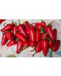 Hot Pepper 'Mattapeno' Seeds (Certified Organic)
