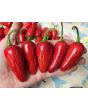 Hot Pepper 'Mattapeno' Seeds (Certified Organic)