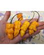 Hot Pepper 'Golden Slimer' Seeds (Certified Organic)