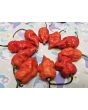 Hot Pepper 'Death Spiral' Seeds (Certified Organic)