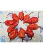Hot Pepper 'Death Spiral' Seeds (Certified Organic)