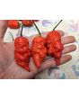 Hot Pepper 'Death Spiral' Seeds (Certified Organic)