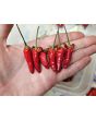 Hot Pepper 'Thai Dragon' Seeds (Certified Organic)