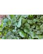 Arugula AKA Oriental Salad Rocket 'Victoria' Seeds (Certified Organic)