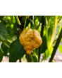Hot Pepper ‘Golden Carolina Reaper' Seeds (Certified Organic)