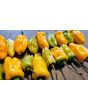 Hot Pepper 'Fish Orange' Seeds (Certified Organic)