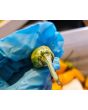 Hot Pepper 'Fish Orange' Seeds (Certified Organic)