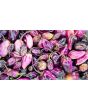 Hot Pepper 'Purple Gum Berry MAMP' Seeds (Certified Organic)