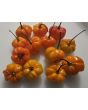 Hot Pepper ‘Orange Scotch Bonnet’ Seeds (Certified Organic)